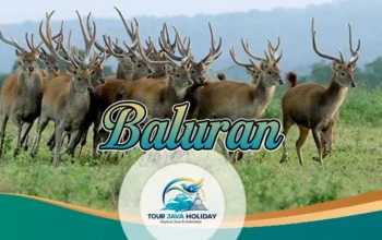 Baluran National Park Tour