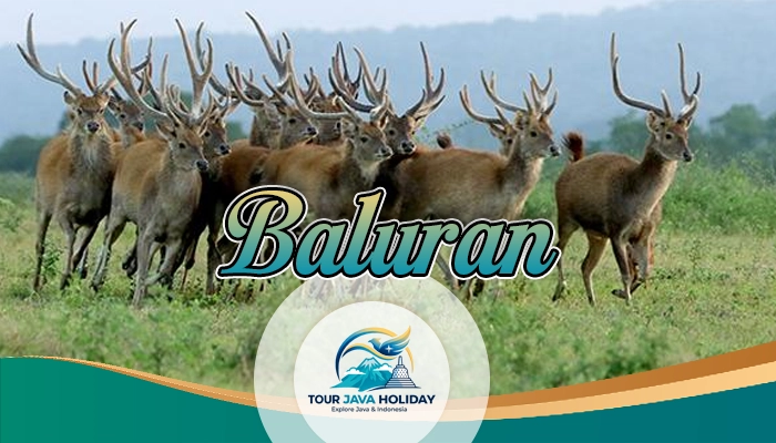 Baluran National Park Tour
