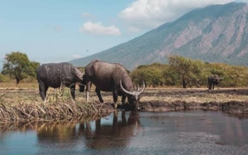 Baluran National Park Tour From Banyuwangi