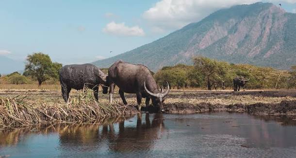 Baluran National Park Tour From Banyuwangi